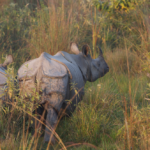 Greater one-horned rhino — Rhino in Kaziranga floodplain grassland. Image credit: Renaud Fulconis