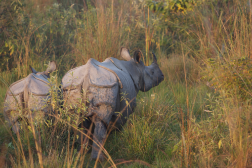 Greater one-horned rhino — Rhino in Kaziranga floodplain grassland. Image credit: Renaud Fulconis