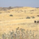 Black Rhino and calf at Save the Rhino Trust