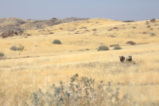 Black Rhino and calf at Save the Rhino Trust