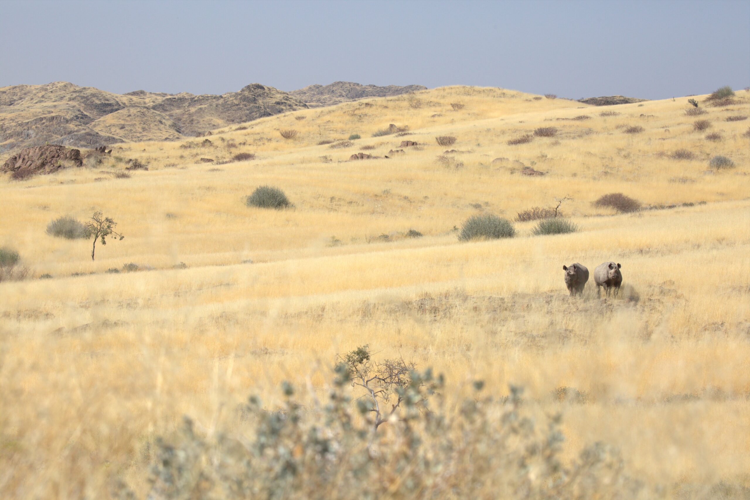 Black Rhino and calf at Save the Rhino Trust