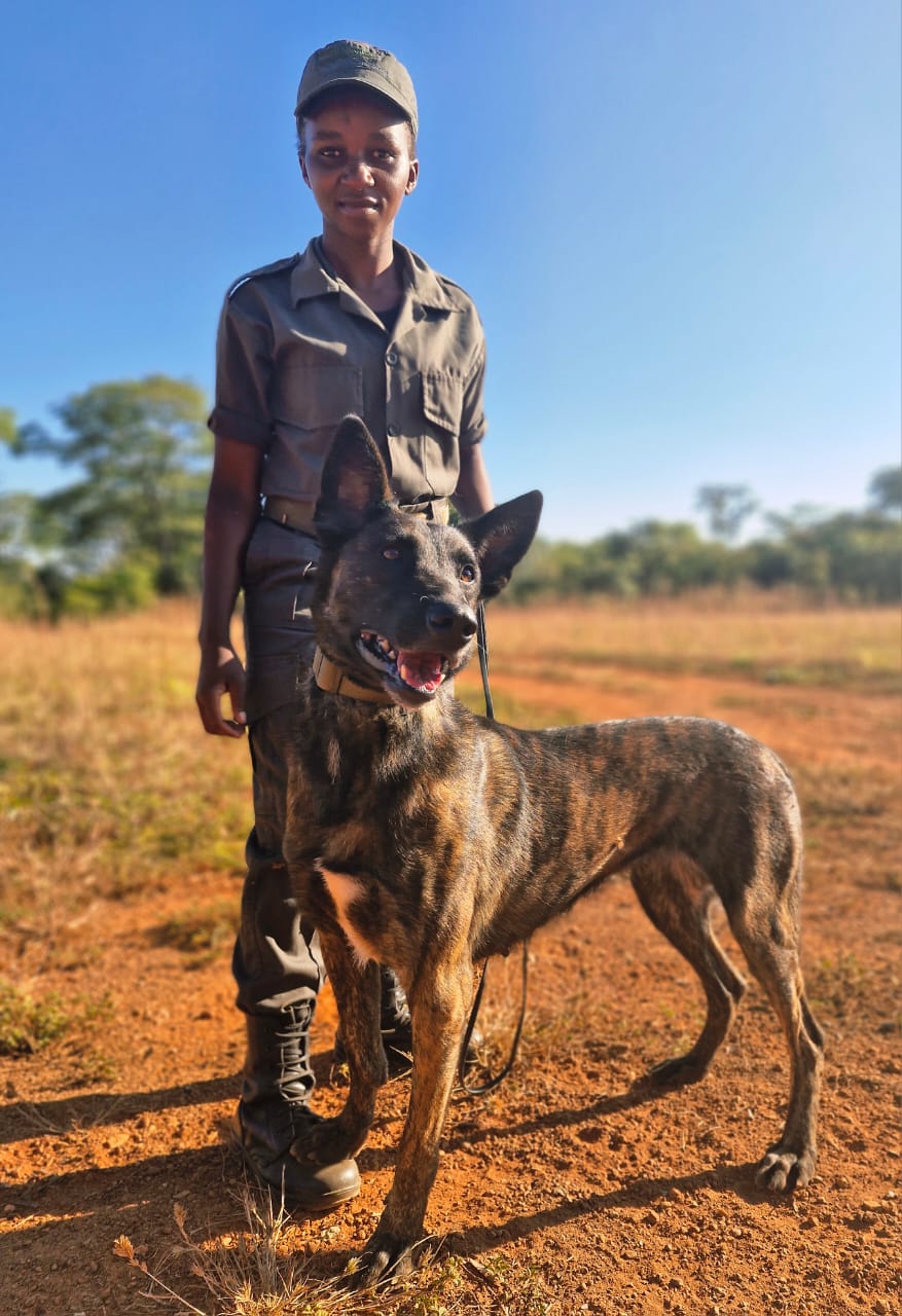 Working dog with handler at North Luangwa National Park